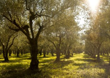 Η COSTA NAVARINO συμμετέχει στην προσπάθεια για την εξάλειψη των δασικών πυρκαγιών, μέσω του XPRIZE WILDFIRE