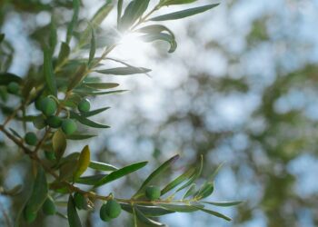 Μυτιλήνη: Η ελαιοπαραγωγή στη Λέσβο το 2023 – Μικρή παραγωγή, καλή ποιότητα, υψηλή τιμή
