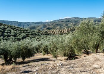 Μυτιλήνη: Η ελαιοπαραγωγή στη Λέσβο το 2023 – Μικρή παραγωγή, καλή ποιότητα, υψηλή τιμή