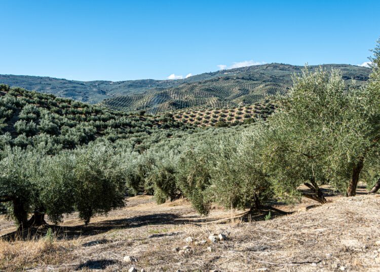 Μυτιλήνη: Η ελαιοπαραγωγή στη Λέσβο το 2023 – Μικρή παραγωγή, καλή ποιότητα, υψηλή τιμή