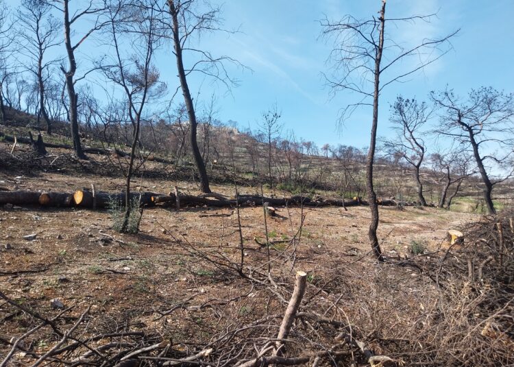 Ολοκλήρωση κατά 70% αντιδιαβρωτικών έργων σε  Δ. Αττική και Πάρνηθα
