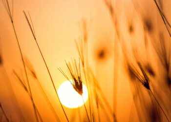 Το 10ο διαδοχικό μηνιαίο ρεκόρ ζέστης προκαλεί ανησυχία- Ο Μάρτιος του 2024 ήταν ο πιο θερμός Μάρτιος που έχει καταγραφεί ποτέ