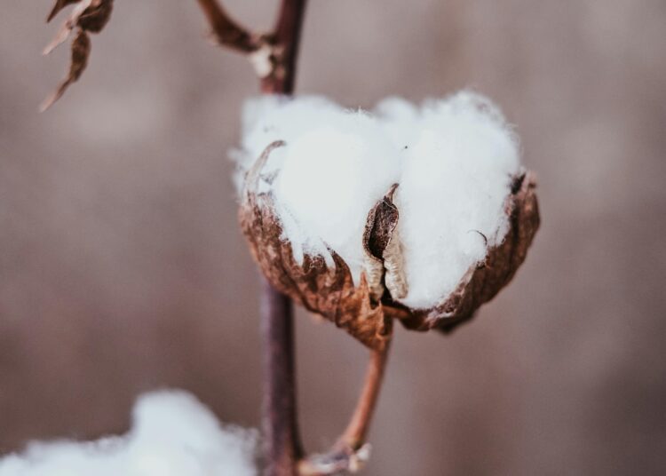 ΥΠΑΑΤ: Συγκροτείται Ομάδα Εργασίας για το Βαμβάκι