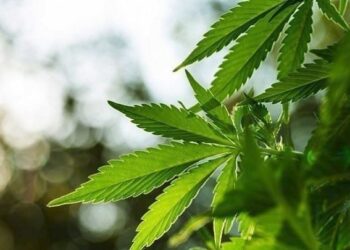 Νομιμοποιείται από σήμερα η χρήση κάνναβης στη Γερμανία για ψυχαγωγικούς σκοπούς