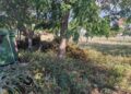 Τι πρέπει να κάνουν οι πολίτες με τις δηλώσεις για τους καθαρισμούς των οικοπέδων