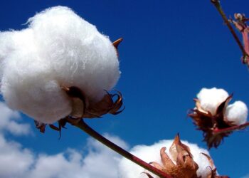 Πέφτουν οι τιμές στο βαμβάκι: Ο ρόλος της Βραζιλίας και φθηνότερες επιλογές