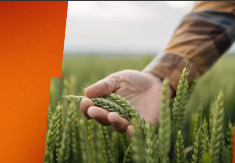 Αγρότες/Γαία: Τιμολόγια ρεύματος από 9 σεντς ανά κιλοβατώρα – Πότε λήγει η προθεσμία