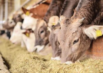 Ζωοτροφές: Χαρτογράφηση του κλάδου ξεκινάει η Επιτροπή Ανταγωνισμού