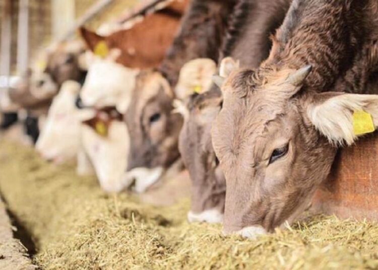 Ζωοτροφές: Χαρτογράφηση του κλάδου ξεκινάει η Επιτροπή Ανταγωνισμού