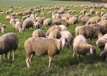 Πανώλη: Συναγερμός σε όλη την Θεσσαλία για τα κρούσματα- Στη Λάρισα σήμερα ο Τσιάρας