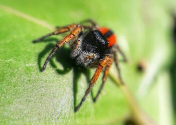Αράχνες: Τα πιο συνηθισμένα είδη στην Ελλάδα – Πόσο επικίνδυνα είναι;