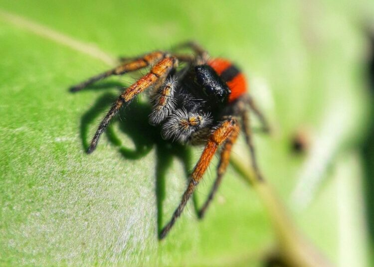 Αράχνες: Τα πιο συνηθισμένα είδη στην Ελλάδα – Πόσο επικίνδυνα είναι;