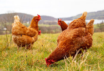 Γρίπη των πουλερικών: Διενέργεια προληπτικών ελέγχων στην Ελλάδα