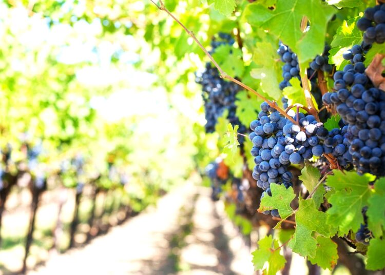 Το κλίμα «χτυπά» την παγκόσμια βιομηχανία κρασιού: Πτώση παραγωγής και αβεβαιότητα στην αγορά