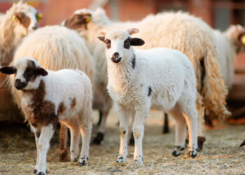 Ελληνική κτηνοτροφία: Στο «βωμό» πανώλης, ευλογιάς και… Ντάνιελ 160.000 αιγοπρόβατα