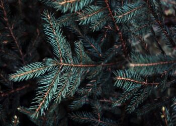 Χριστουγέννα 2024: Επέλαση ελατοπαραγωγών από βόρεια Ελλάδα – Αποθέματα και τιμές