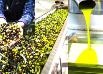 Τέλος στις «χρυσές» τιμές του ελαιόλαδου: Πότε θα το δούμε φθηνότερο στα ράφια