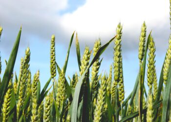 ΕΤΕπ: Νέο πακέτο 3 δισ. ευρώ για την ενίσχυση της βιοοικονομίας