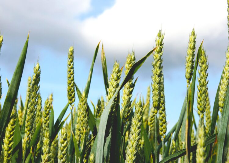 ΕΤΕπ: Νέο πακέτο 3 δισ. ευρώ για την ενίσχυση της βιοοικονομίας