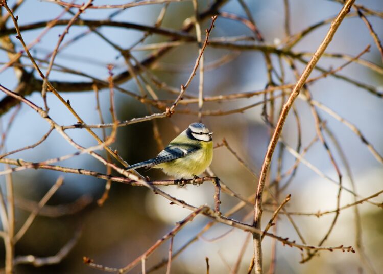Live/ Καιρός που θυμίζει άνοιξη: «Αλκυονίδα» η φετινή Πρωτοχρονιά