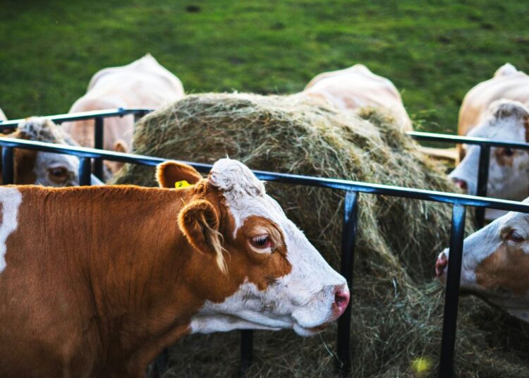 Η κτηνοτροφία σε συναγερμό: Η σημασία της κτηνιατρικής παρακολούθησης