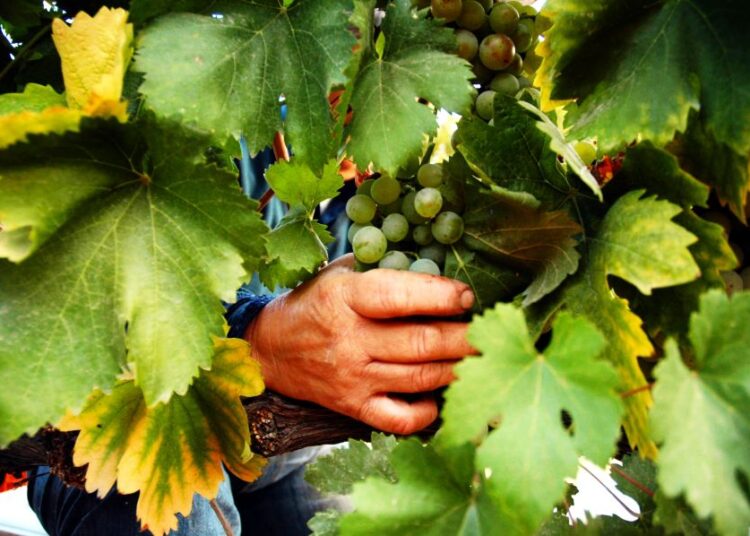 ΚΕΟΣΟΕ: Ο ελληνικός αμπελώνας κινδυνεύει από τις μαζικές εισαγωγές φθηνών κρασιών