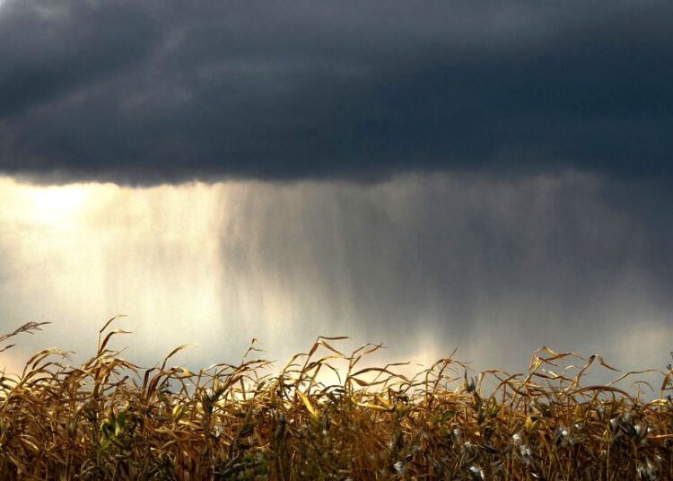 Καλαμπόκι & σόγια στο στόχαστρο των δασμών: Τι δείχνουν οι εκτιμήσεις της Τρ. Πειραιώς