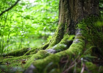 Περιβάλλον και απασχόληση: 340 μόνιμες προσλήψεις στον ΟΦΥΠΕΚΑ