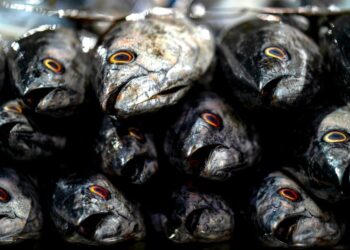 Ανοίγει η κινεζική αγορά για τα ελληνικά αλιεύματα: Νέες προοπτικές με νέα πρωτόκολλα