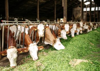 Χαρτογράφηση της αγοράς ζωοτροφών: Τι αποκαλύπτει η έκθεση της Επιτροπής Ανταγωνισμού