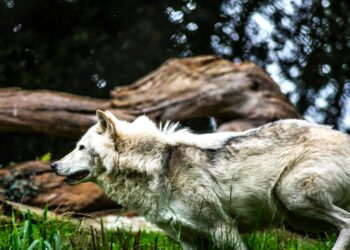 Εμβολιασμός άγριων ζώων: Ξεκινά η εκστρατεία για τη λύσσα
