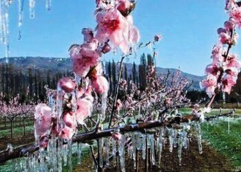 Σε απόγνωση οι αγρότες/Ο παγετός τους «χτύπησε» αλύπητα: Ζητούν άμεσες αποζημιώσεις