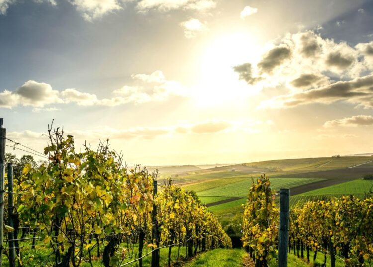 ΚΕΟΣΟΕ: Ανάπτυξη με… αστερίσκους για τους ελληνικούς αμπελώνες