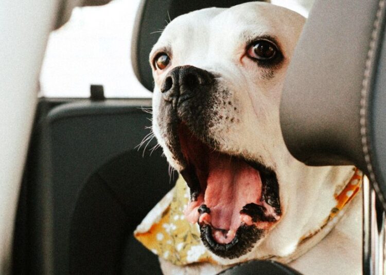 Έξυπνη υγεία για κατοικίδια: Νέα εφαρμογή AI παρέχει άμεσες διαγνώσεις