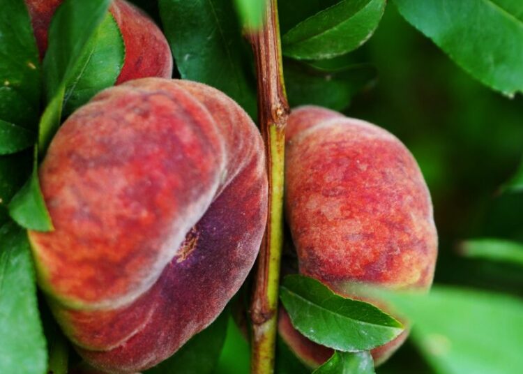 Σε ΦΕΚ η απόφαση για αποζημιώσεις παραμορφωμένων φρούτων της Βόρειας Ελλάδας