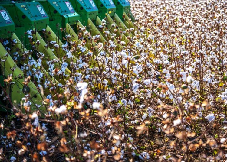 Ανάσα για τους βαμβακοπαραγωγούς: Χωρίς ελάχιστη απόδοση η ενίσχυση