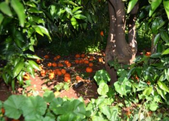 ΕΛΓΑ: Πληρωμές αποζημιώσεων 56 εκατ. ευρώ στις 10 Απριλίου – Ποιους αφορά