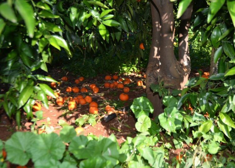 ΕΛΓΑ: Πληρωμές αποζημιώσεων 56 εκατ. ευρώ στις 10 Απριλίου – Ποιους αφορά