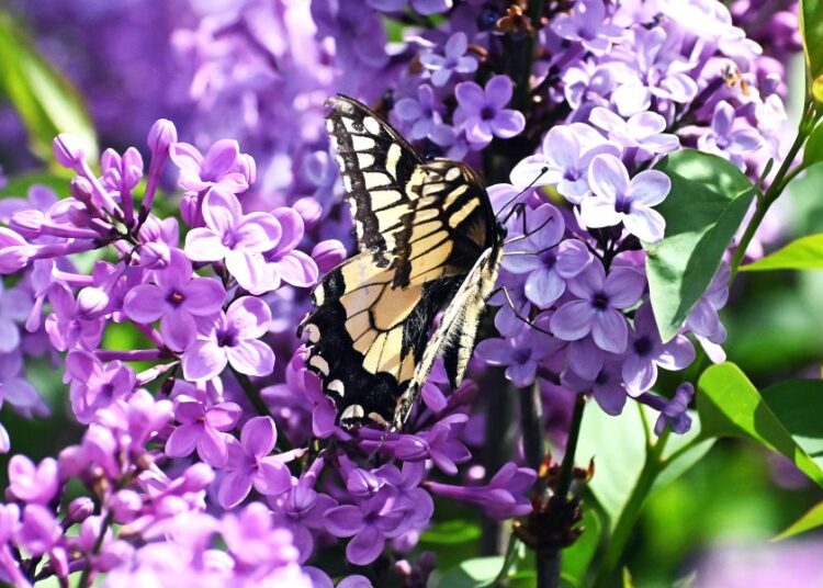 Εβδομάδα αστάθειας μετά το Πάσχα: Βροχές, πτώση θερμοκρασίας και αφρικανική σκόνη