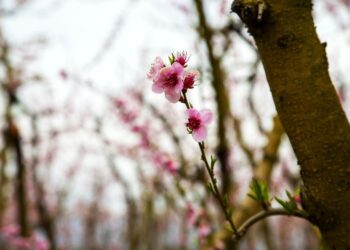 Με μικρές ανατροπές ο καιρός την Κυριακή: Τοπικές νεφώσεις και λίγες βροχές της… στιγμής