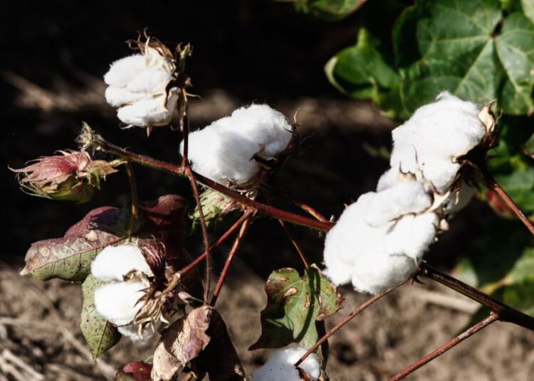 Εντεινόμενες πιέσεις στις τιμές αγροτικών προϊόντων βλέπει η Τράπεζα Πειραιώς