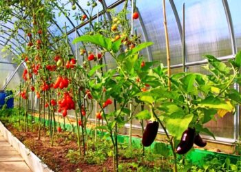 Έρχεται πρόγραμμα ενίσχυσης των θερμοκηπιακών καλλιεργειών 150 εκατ.