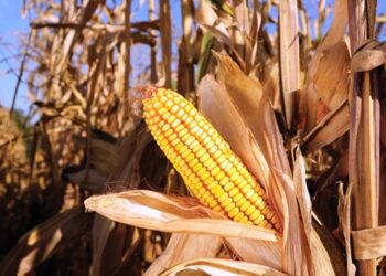 USDA για το 2025/2026: Προβλέψεις παγκόσμιας παραγωγής και εμπορίας καλαμποκιού