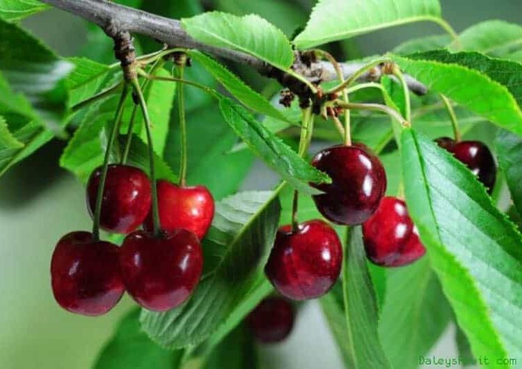 Ακρίβεια: Κεράσια 16,80 στο μανάβικο και 7 ευρώ στη λαϊκή