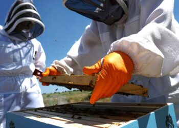 Πάνω από 61 εκατ. ευρώ για τους μελισσοκόμους: Το σχέδιο ΚΑΠ