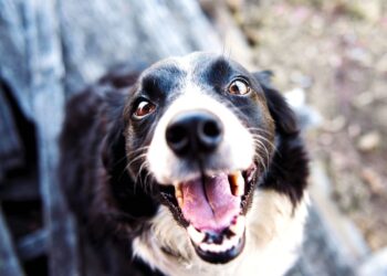 Πάνω από 1,3 εκατ. κατοικίδια στην πλατφόρμα ΕΜΖΣ: Ψηφιακή απογραφή ζώων και υιοθεσιών