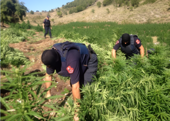 Η Αλβανία νομιμοποιεί την κάνναβη εν μέσω φόβων για εγκληματικότητα