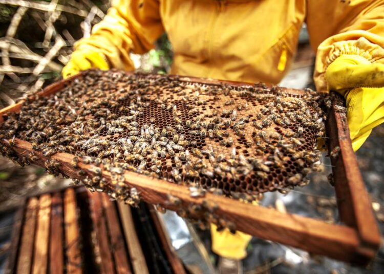 ΔΥΠΑ: Εκπαίδευση σε μελισσοκομία και βιομηχανία για ανέργους 18-60 ετών