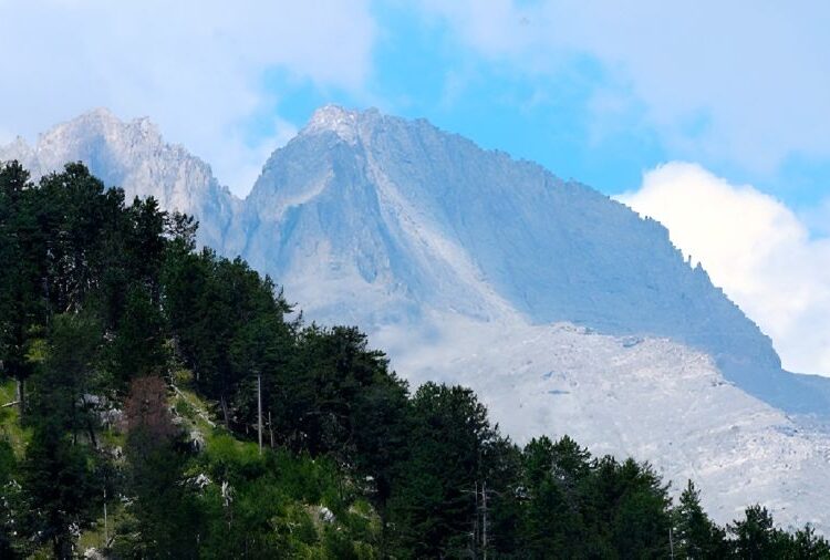Νεκρός ο πεζοπόρος από επίθεση αρκούδας στο δάσος Φρακτού