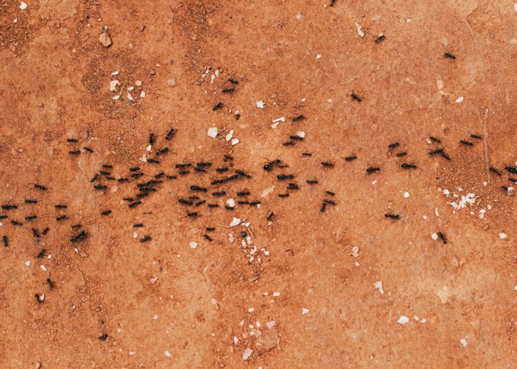 6 τρόποι για να διώξετε τα μυρμήγκια από το σπίτι